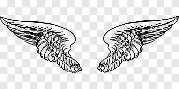 Wings png