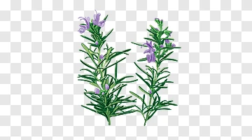 Rosemary Plant png